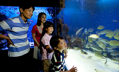 鸟羽水族馆